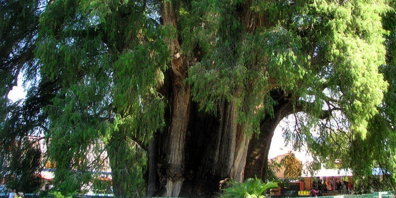 The Arbol del Tule: Is This Still the Broadest Tree in the World?