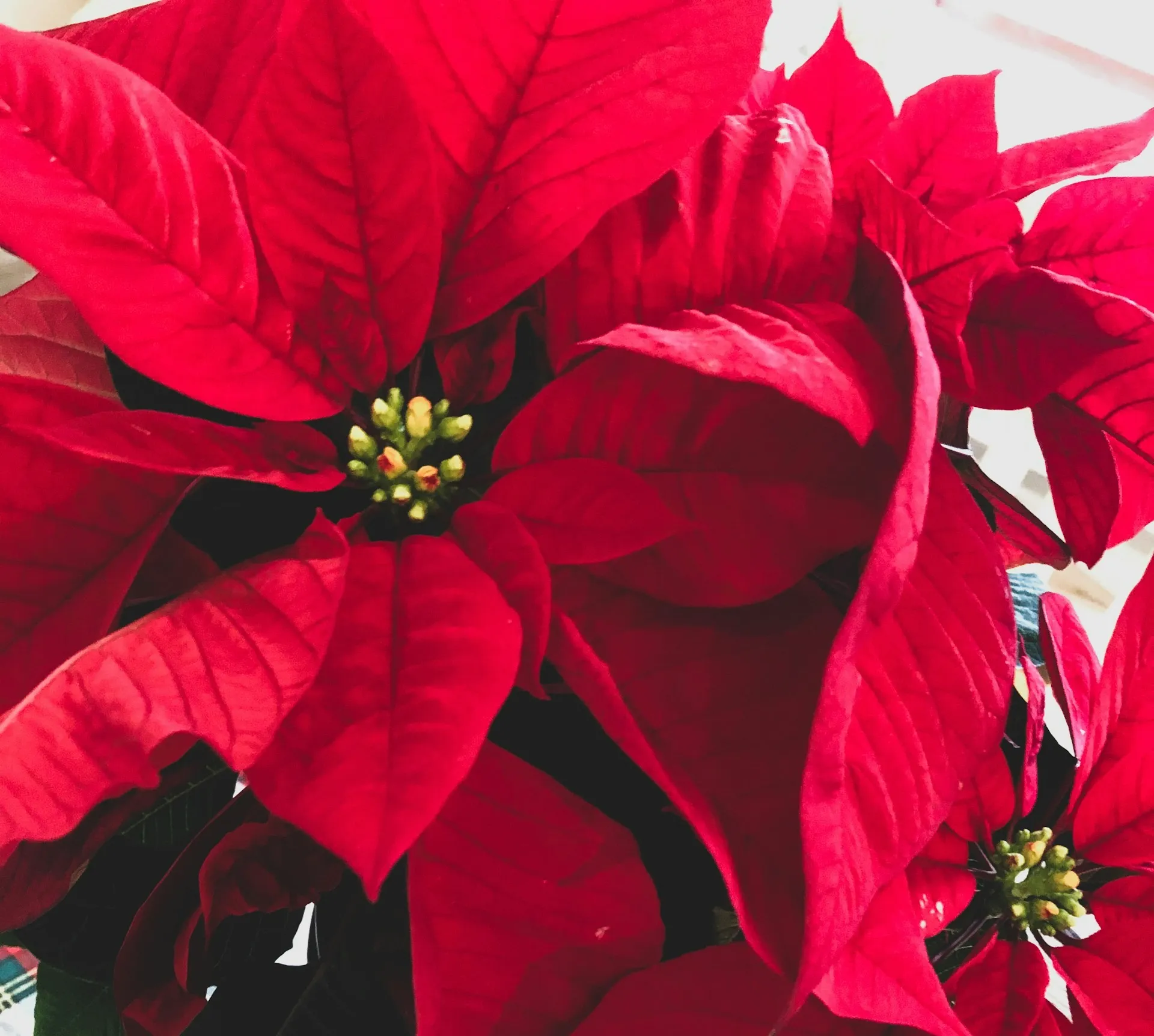Christmas flowers