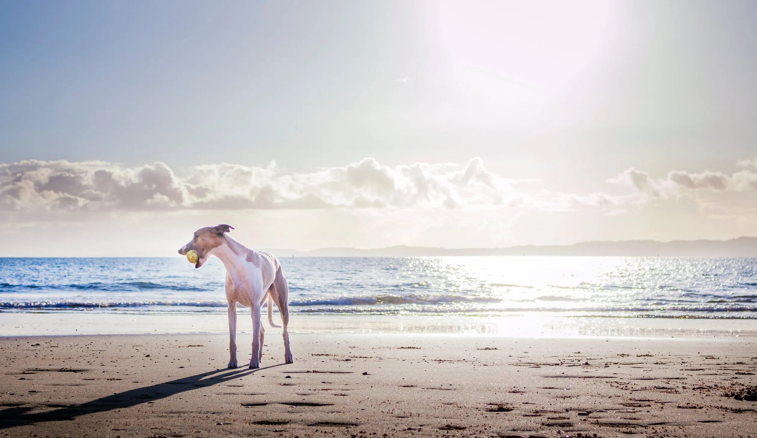 Vacaciones con perro
